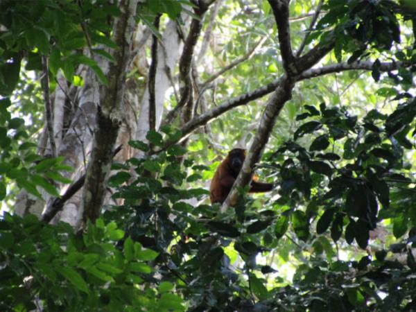 Hidden Guianas guided tour