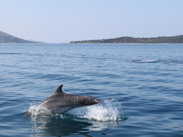 Wildlife conservation vacation, Greece