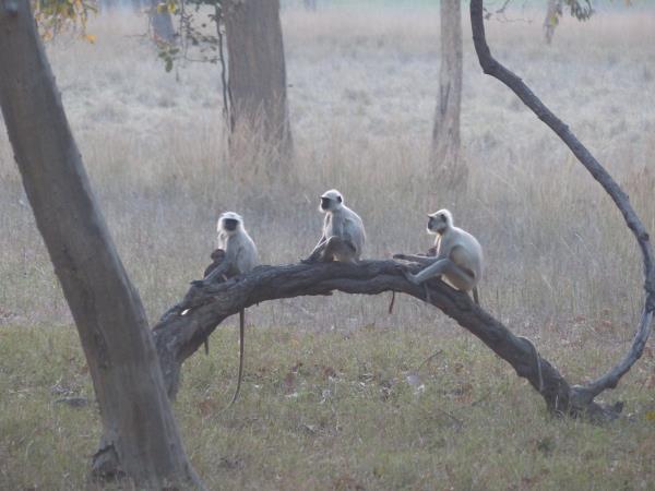 Tiger cycling safari in Kanha, India