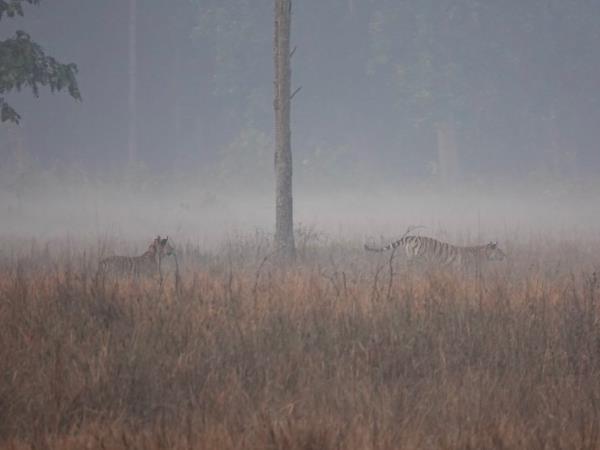 Tiger cycling safari in Kanha, India