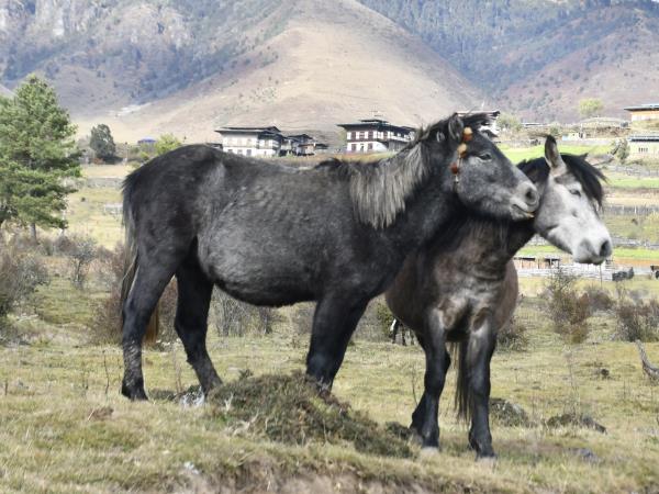 Trans Bhutan Trail walking vacation