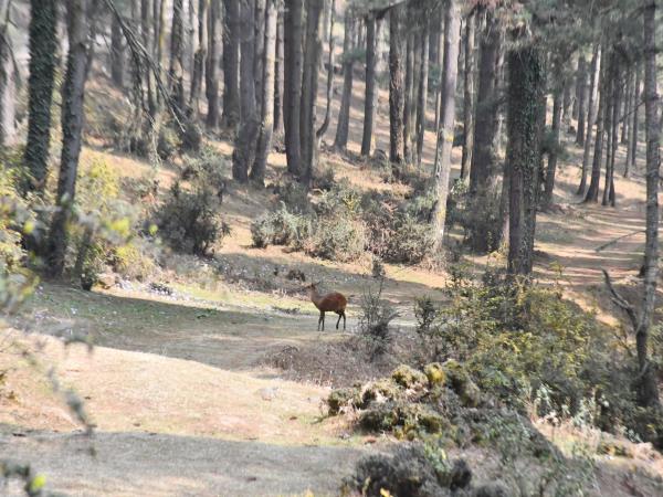 Trans Bhutan Trail walking vacation