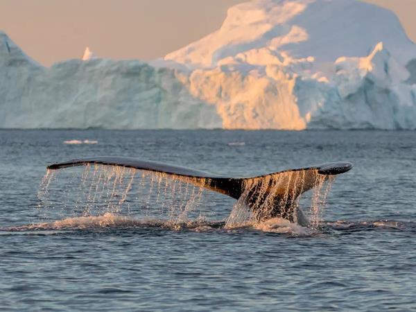 Greenland & North West Iceland sailing expedition