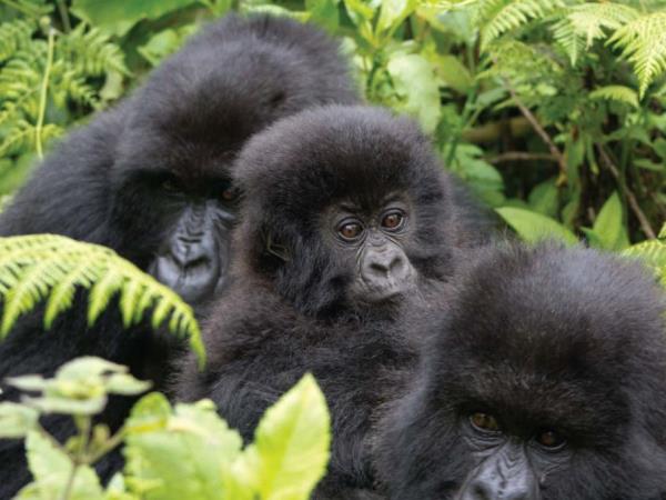 Gorilla and chimpanzee photo safari, Uganda