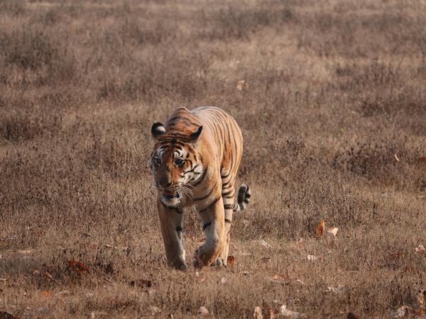 Off the beaten track vacation in Central India