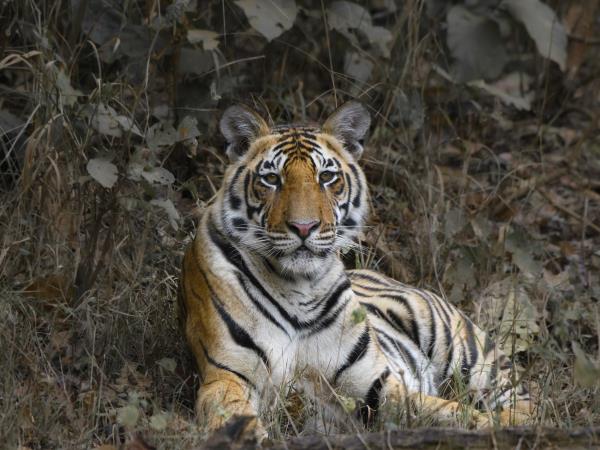 India cuture and wildlife tour