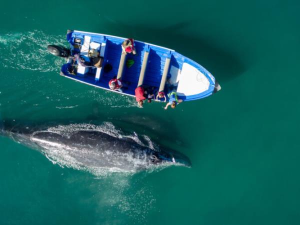 Mexico whale watching adventure vacation, tailor made