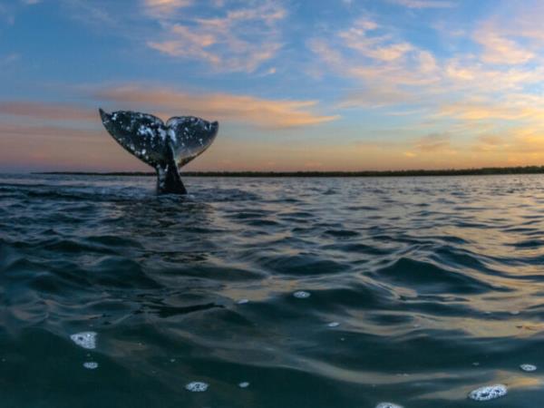 Mexico whale watching adventure vacation, tailor made