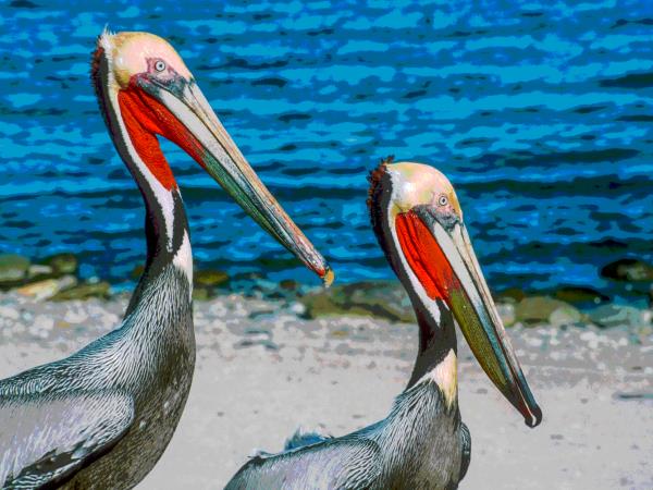 Baja and the Copper Canyon, Mexico