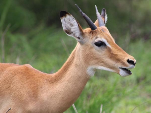 Rwanda express wildlife tour