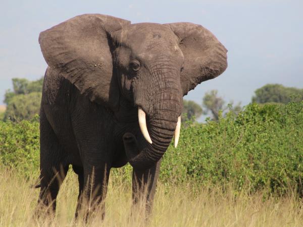 Luxury gorilla and wildlife vacation, Uganda