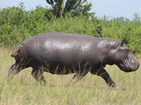 Luxury gorilla and wildlife vacation, Uganda
