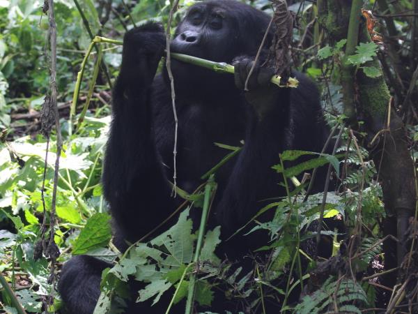 Luxury gorilla and wildlife vacation, Uganda