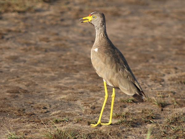 Bird watching and primate vacation in Uganda