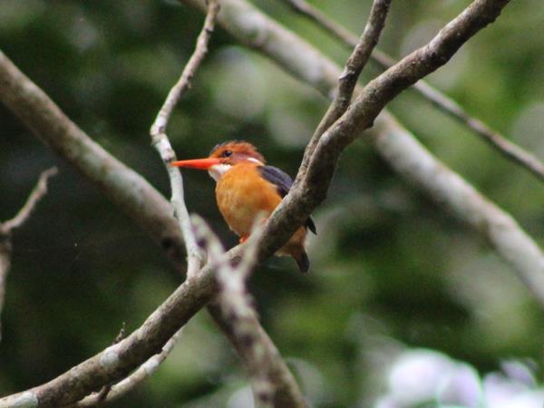 Bird watching and primate vacation in Uganda