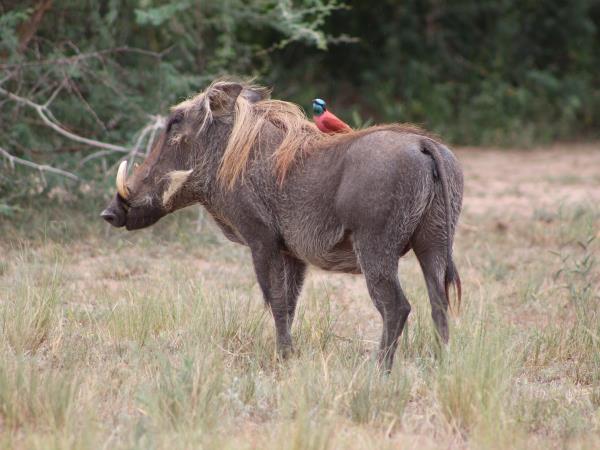 Bird watching and primate vacation in Uganda