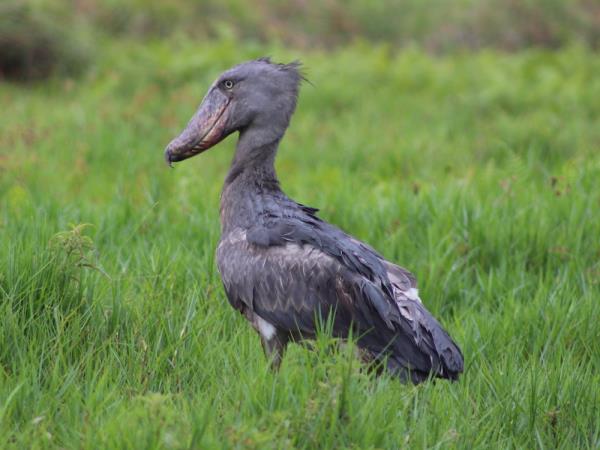 Bird watching and primate vacation in Uganda