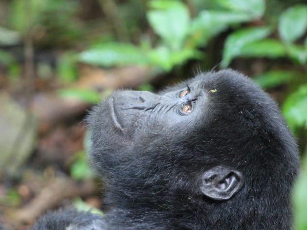 Bird watching and primate vacation in Uganda