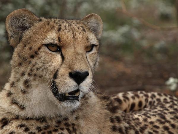 The Garden Route and beyond, South Africa
