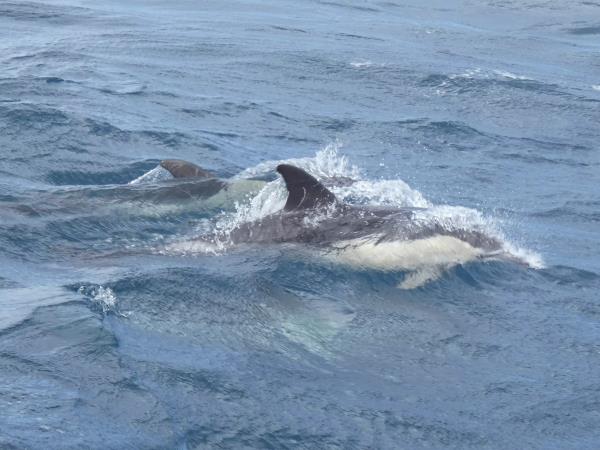 Whale conservation holiday in the Azores 
