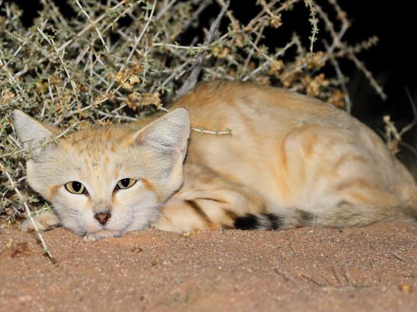 Western Sahara wildlife vacation