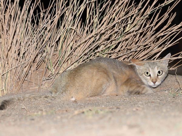 Western Sahara wildlife vacation