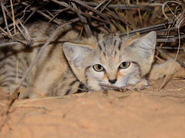 Western Sahara wildlife vacation