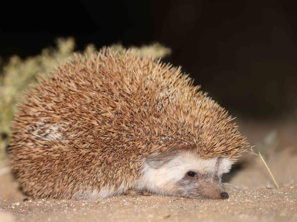 Western Sahara wildlife vacation