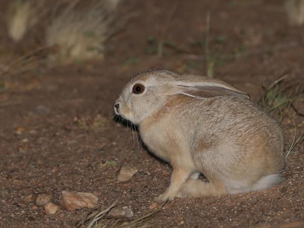 Western Sahara wildlife vacation