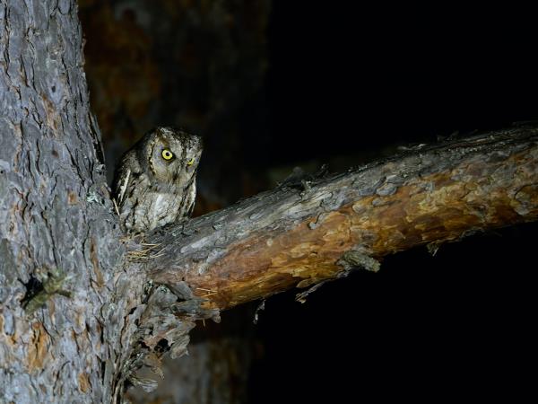 Sao Tome & Principe birding tour