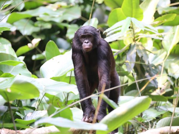 DR of Congo, Bonobo holiday