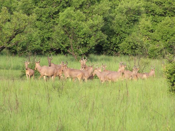 Ghana wildlife vacation and pangolin safari