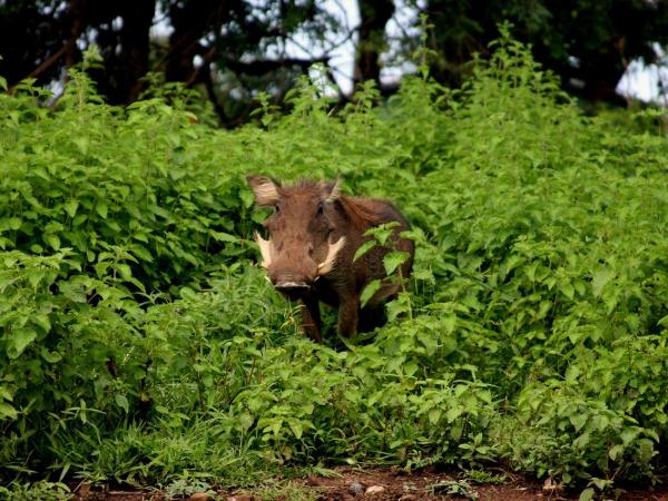 Ghana wildlife vacation and pangolin safari