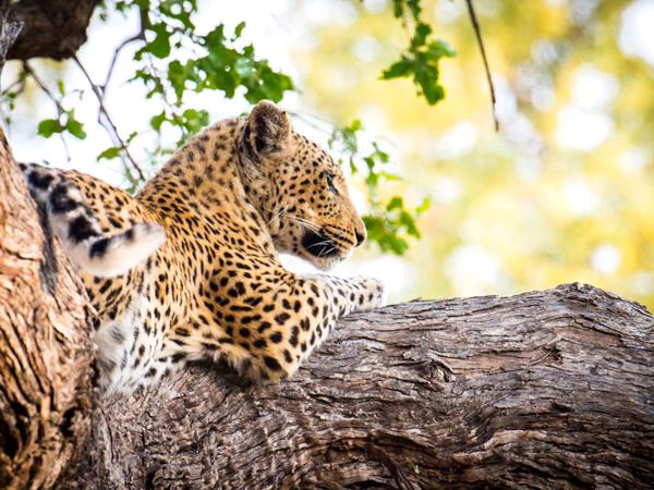 Botswana wilderness safari 