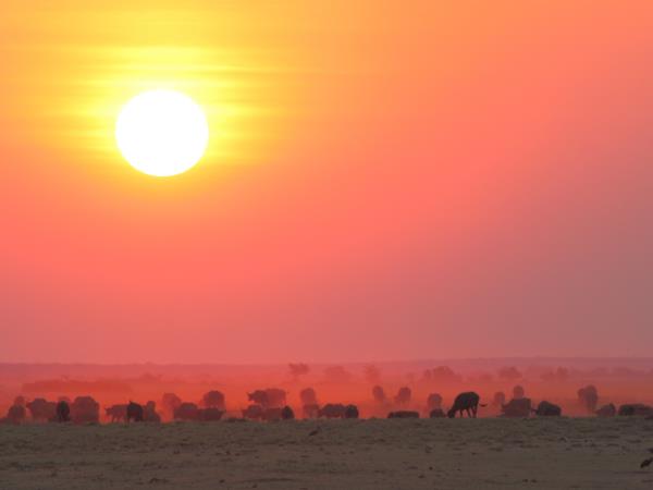 Botswana wilderness safari 