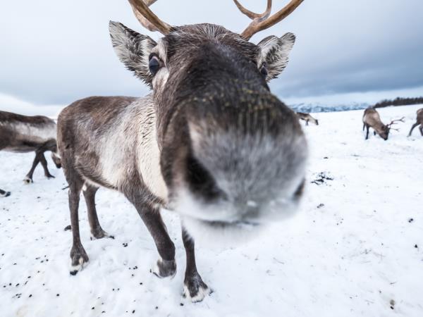 Finland winter wilderness adventure tour