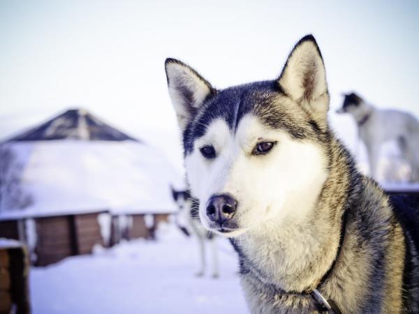 Huskies, Wilderness and Autumn Northern Lights