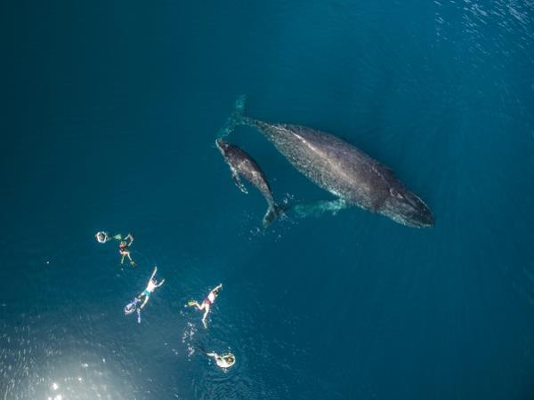 Whales and wellness holiday, Tonga