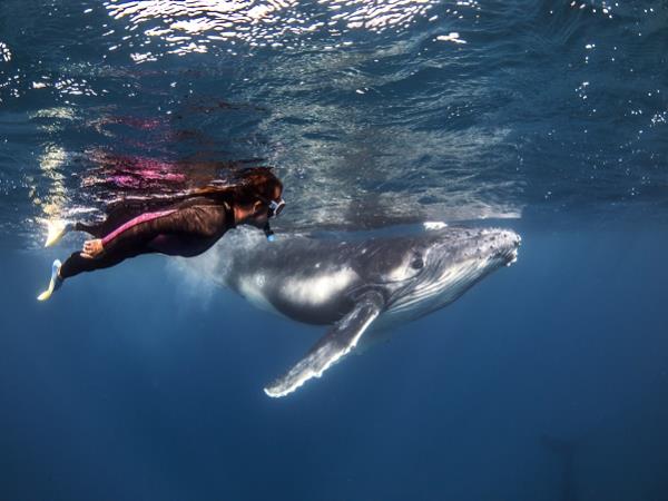 Whales and wellness holiday, Tonga