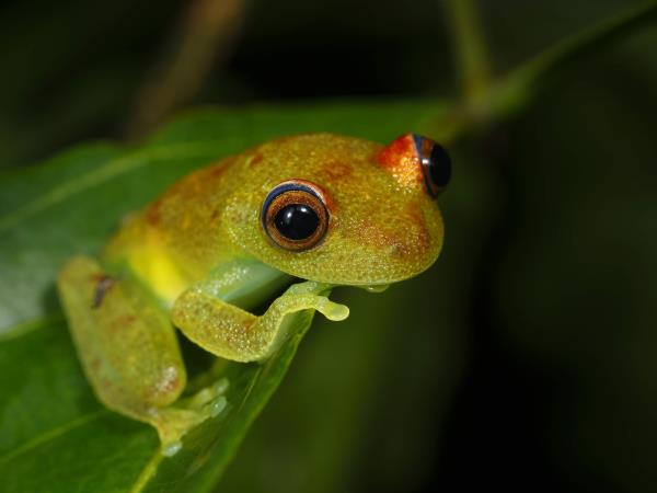 Costa Rica wildlife & wilderness tour