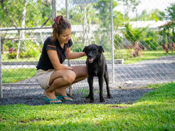 Dog rescue volunteering holiday, Thailand