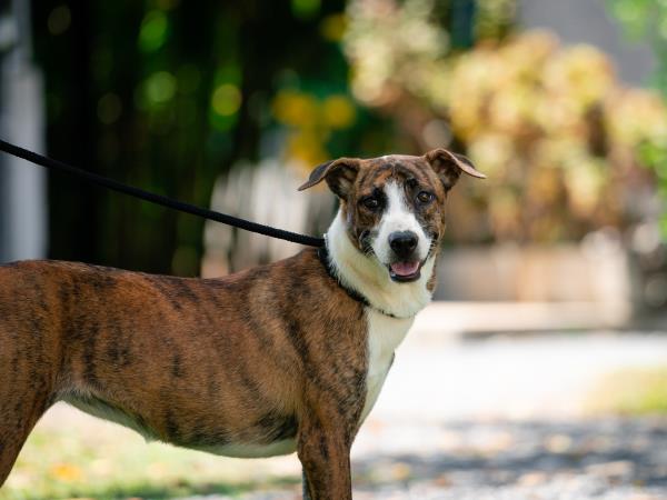 Dog rescue volunteering holiday, Thailand