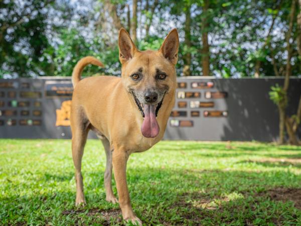 Dog rescue volunteering holiday, Thailand