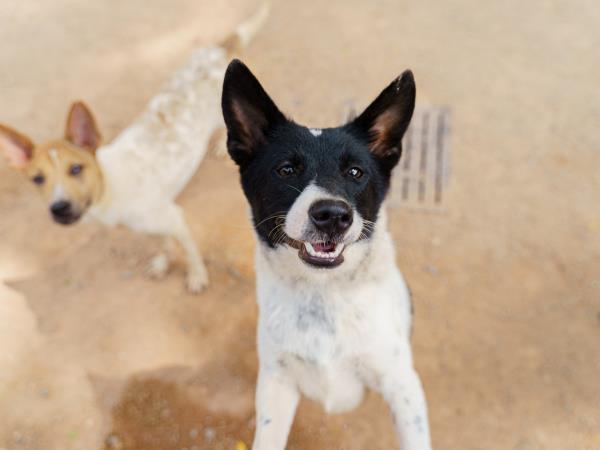 Dog rescue volunteering holiday, Thailand
