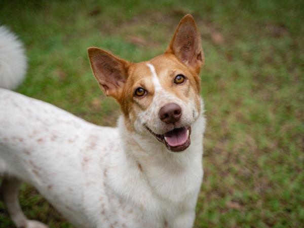 Dog rescue volunteering holiday, Thailand