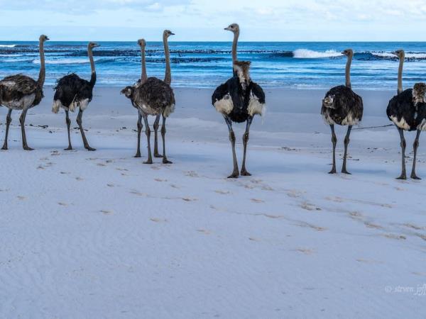 Cape Town homestay vacation, South Africa