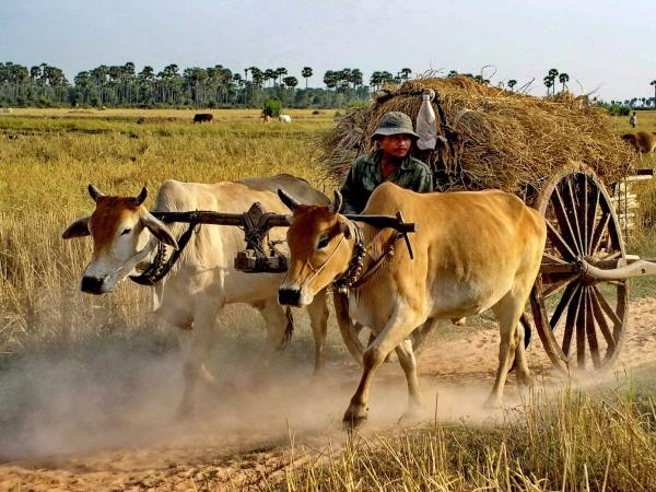 Family tour to Cambodia and Thailand