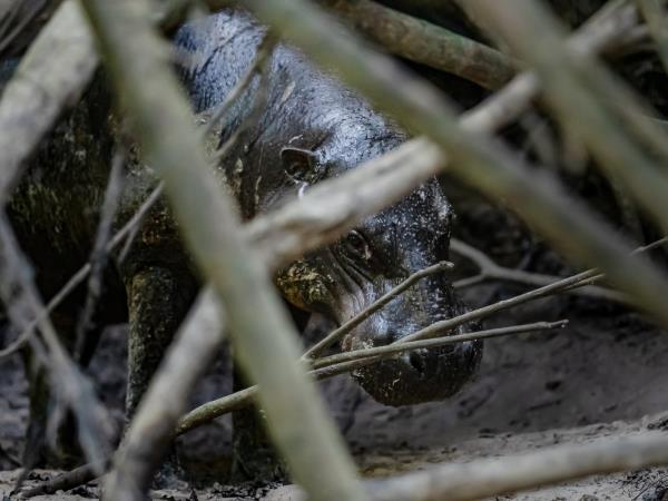 Liberia wildlife vacation