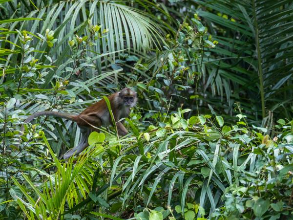 Liberia wildlife vacation