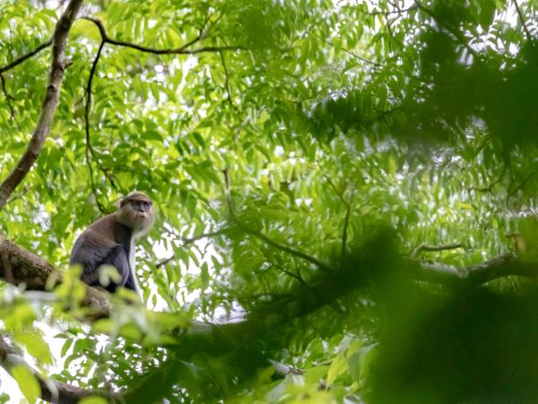 Liberia wildlife vacation